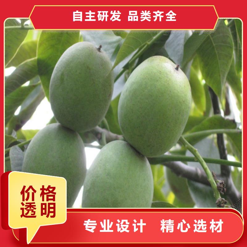 核桃苗,莫妮卡西梅树苗品质优选