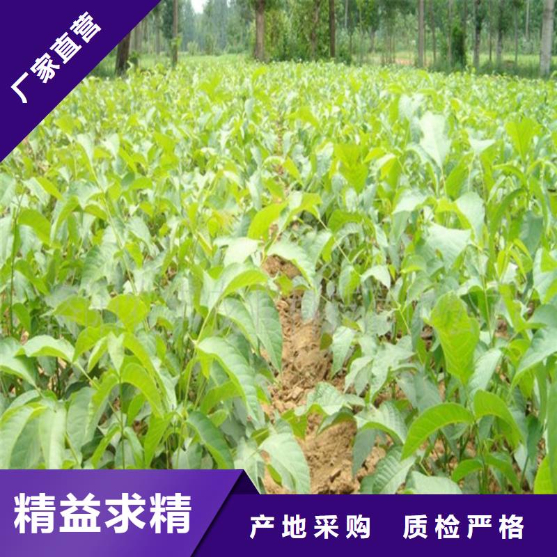 核桃苗大棚草莓苗货到付款