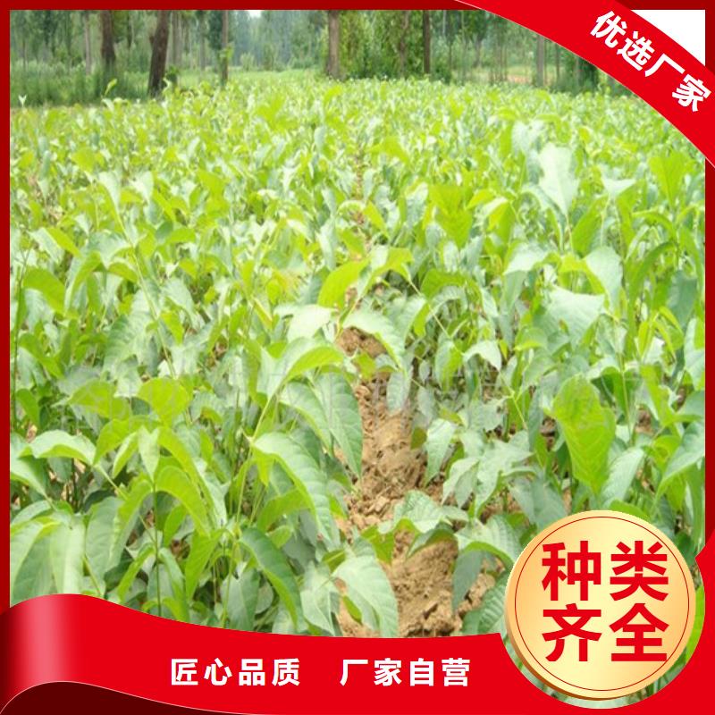 核桃苗【梨树苗基地】厂家售后完善