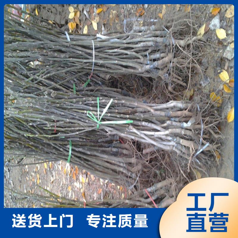 核桃苗【梨树苗基地】厂家售后完善