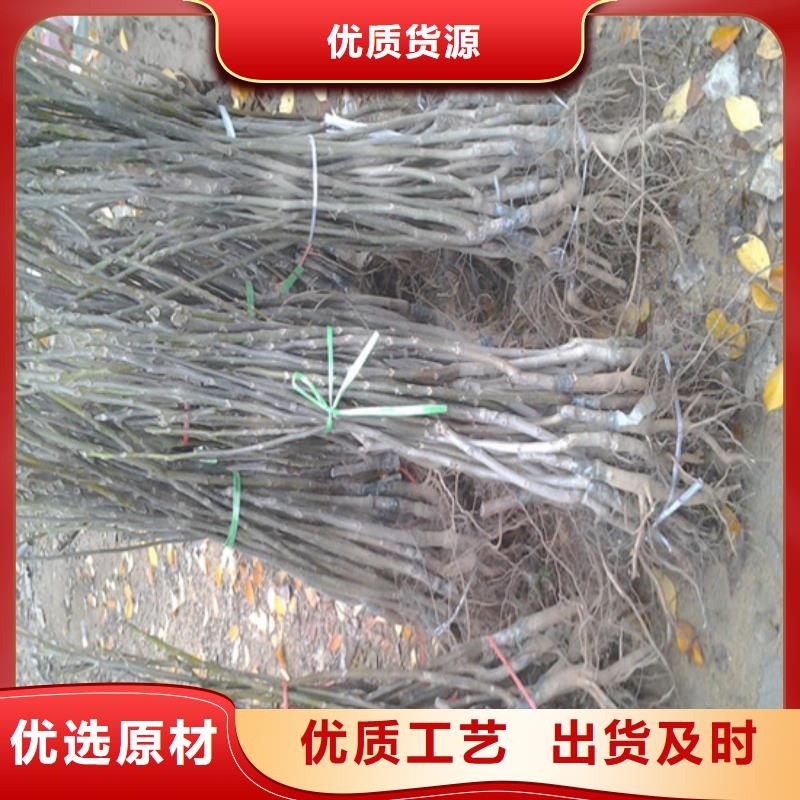 核桃苗樱桃苗基地厂家新品