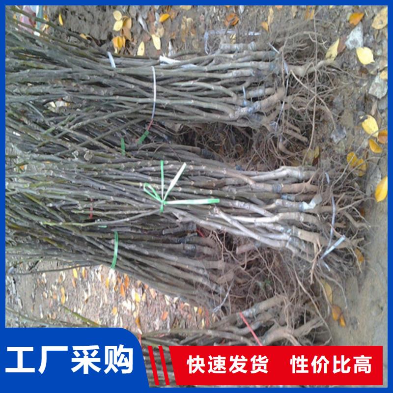 核桃苗大棚草莓苗货到付款