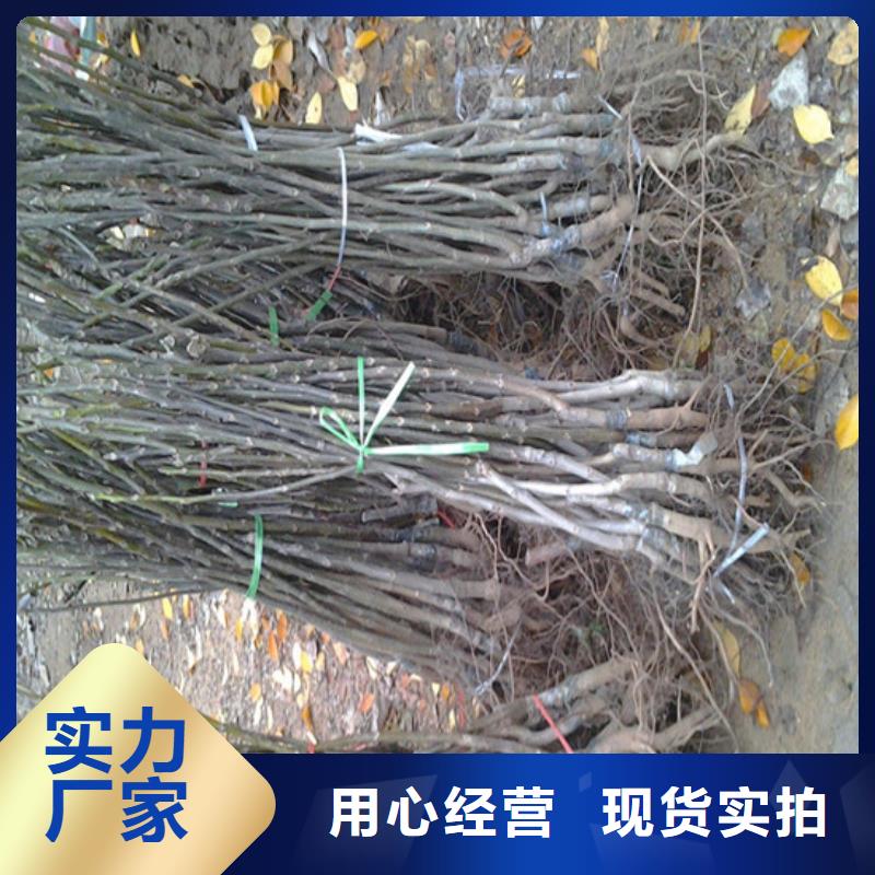核桃苗黄金苹果树苗专注细节专注品质