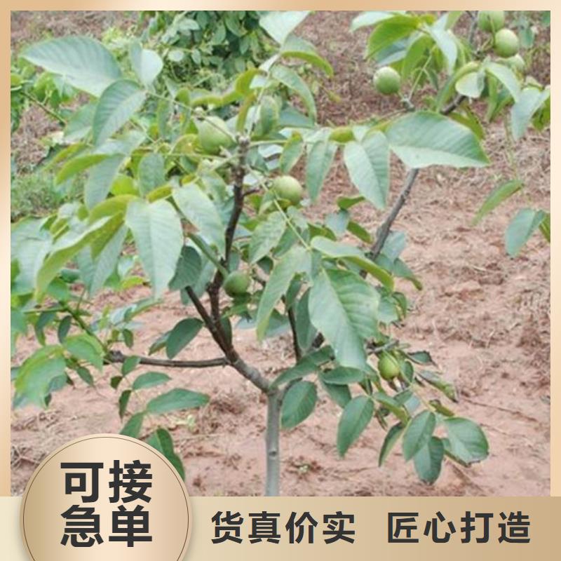核桃苗,莫妮卡西梅树苗品质优选