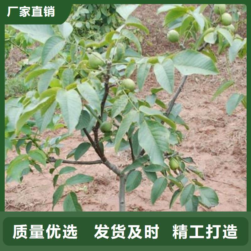 核桃苗大棚草莓苗工艺层层把关