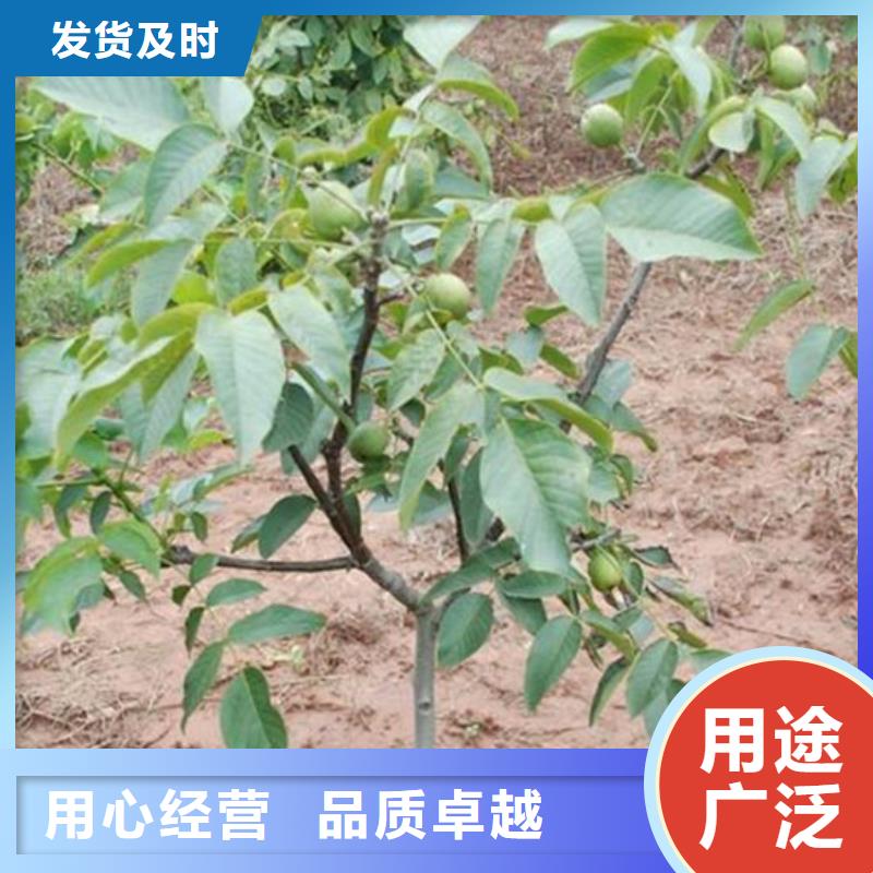 核桃苗大棚草莓苗货到付款