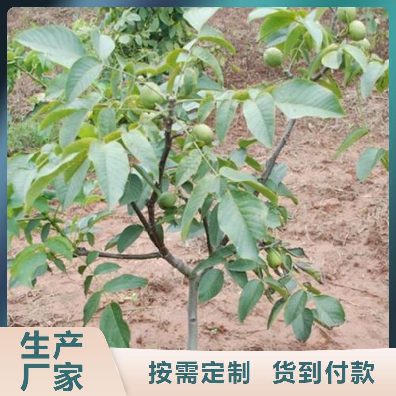 核桃苗黄金苹果树苗专注细节专注品质