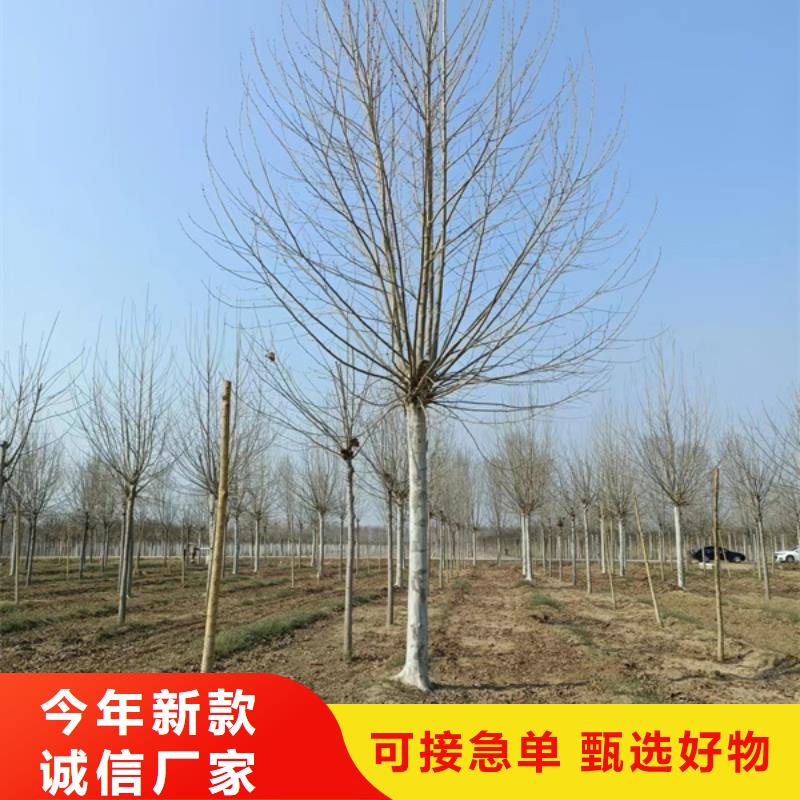 法桐-西府海棠型号齐全