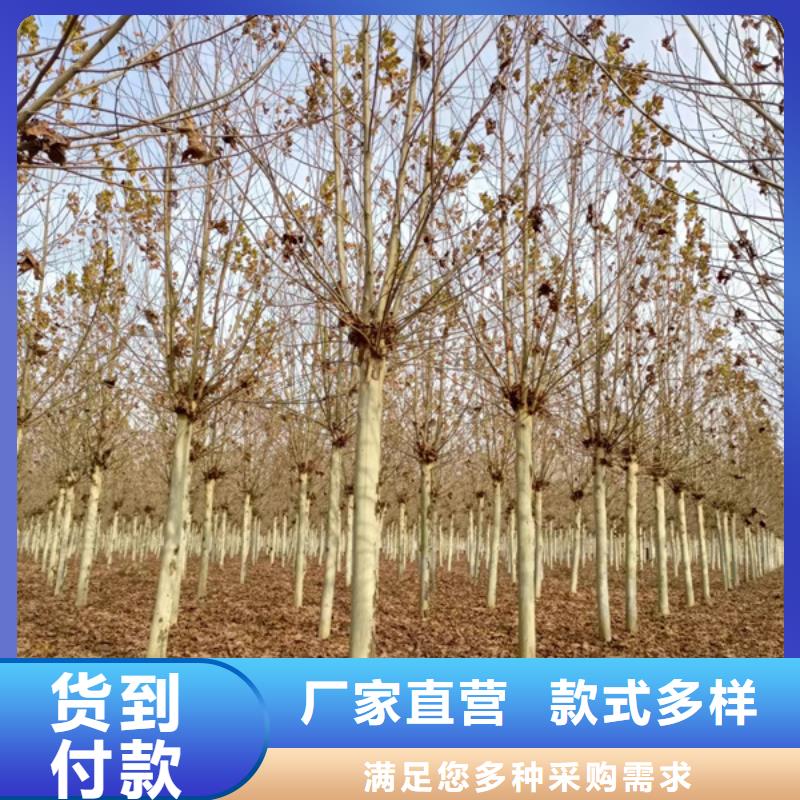 法桐国槐N年生产经验
