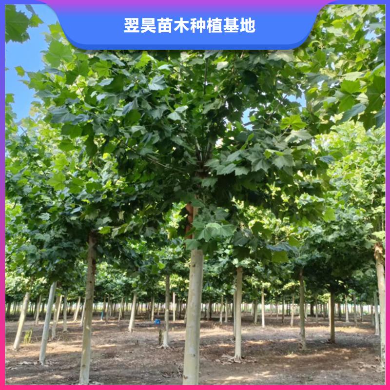 法桐白蜡好产品放心购