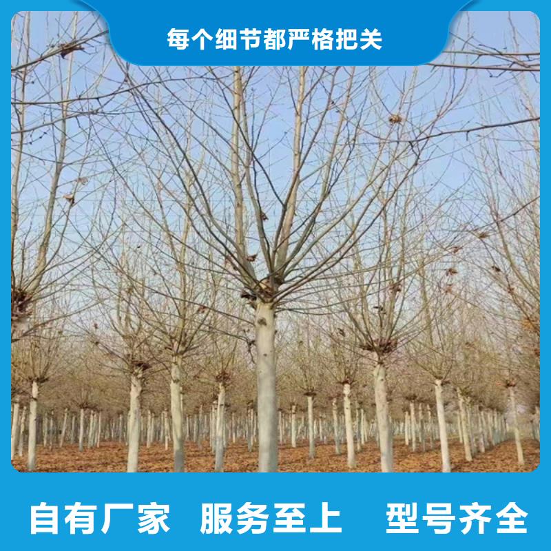 法桐金叶槐快速报价