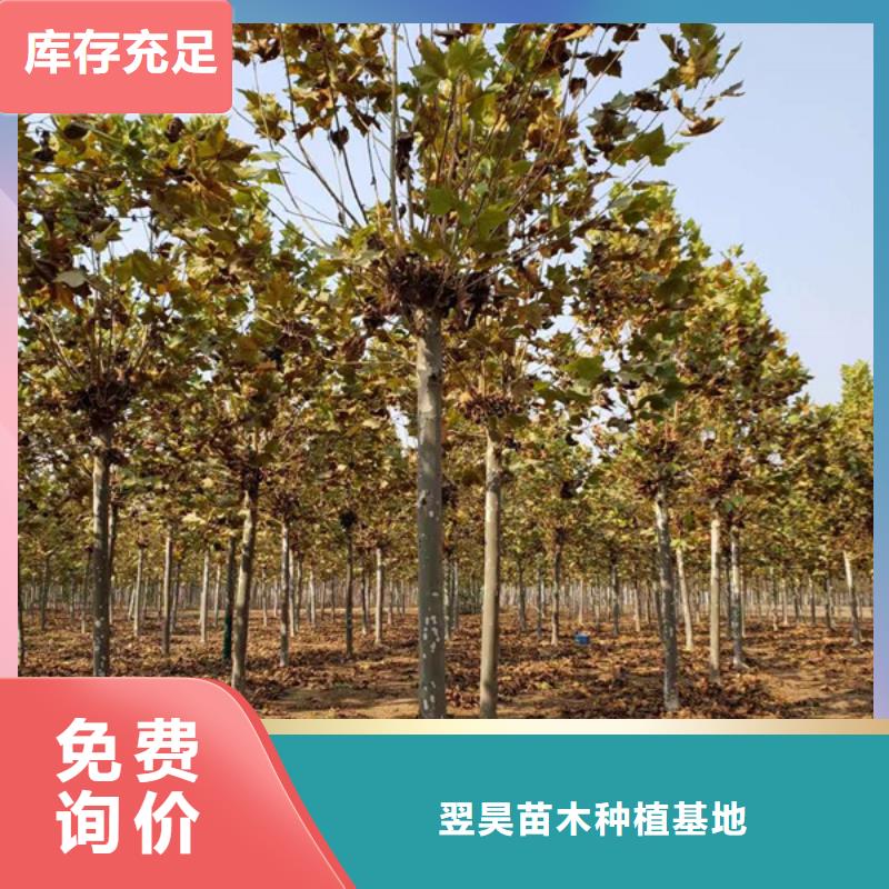 法桐金叶槐准时交付