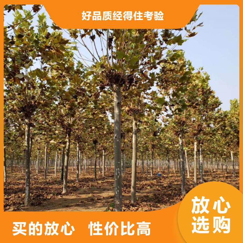 法桐 国槐品质有保障