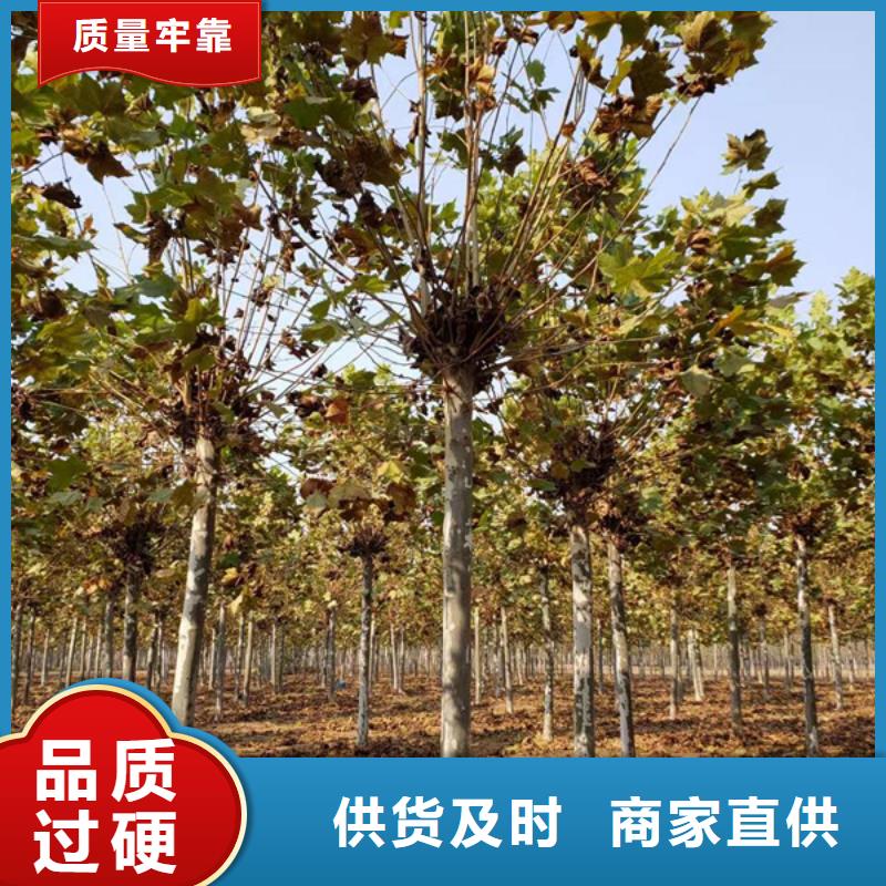 法桐截杆发帽库存充足