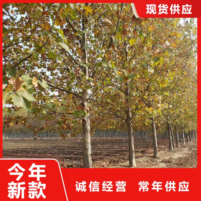 12公分法桐价格欢迎电询法桐