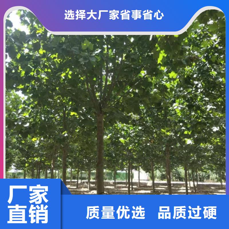  法桐支持定制
