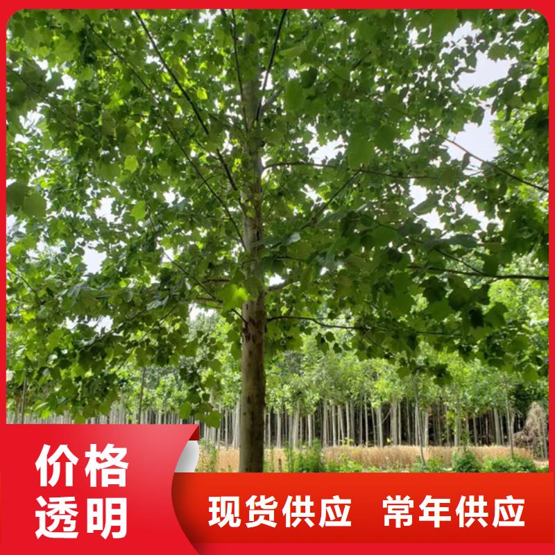  法桐质量三包