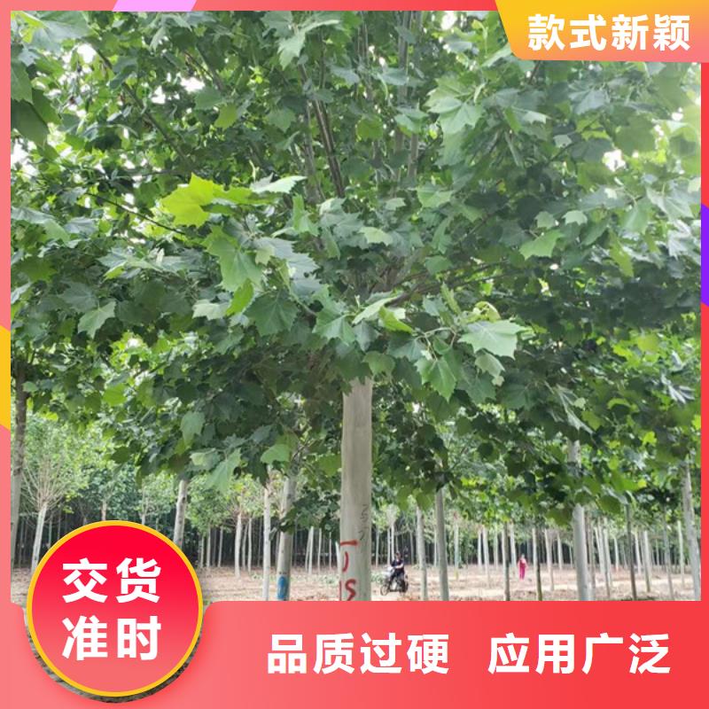法桐-西府海棠实力派厂家
