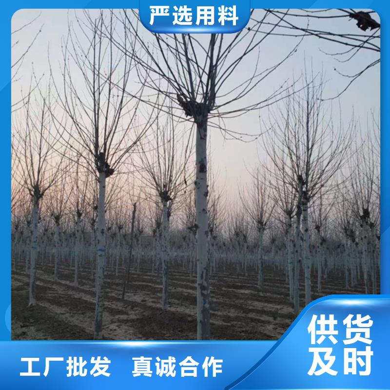 法桐原生冠法桐N年大品牌