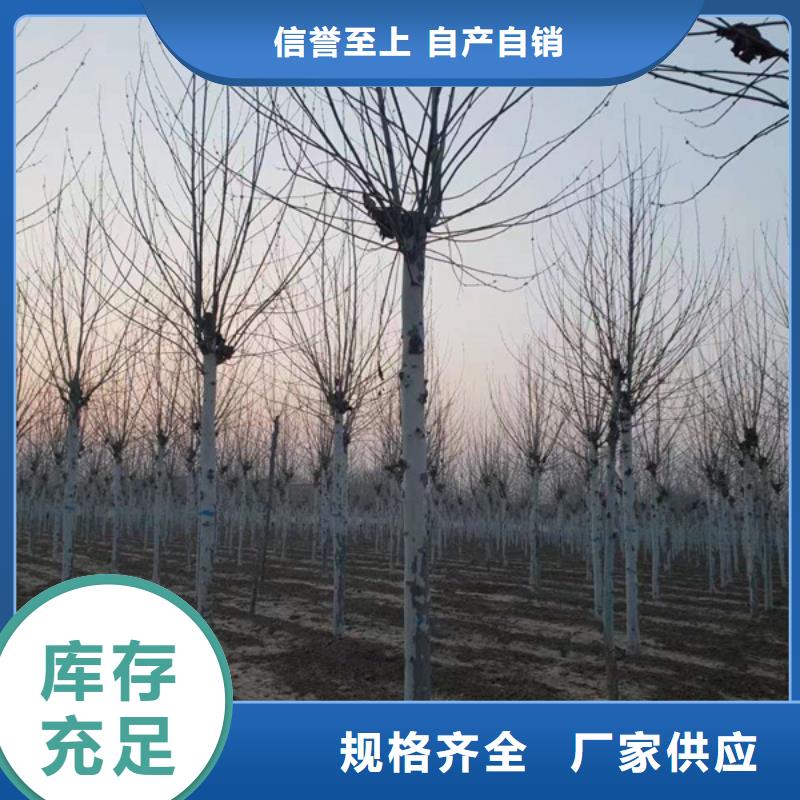  法桐厂家品控严格