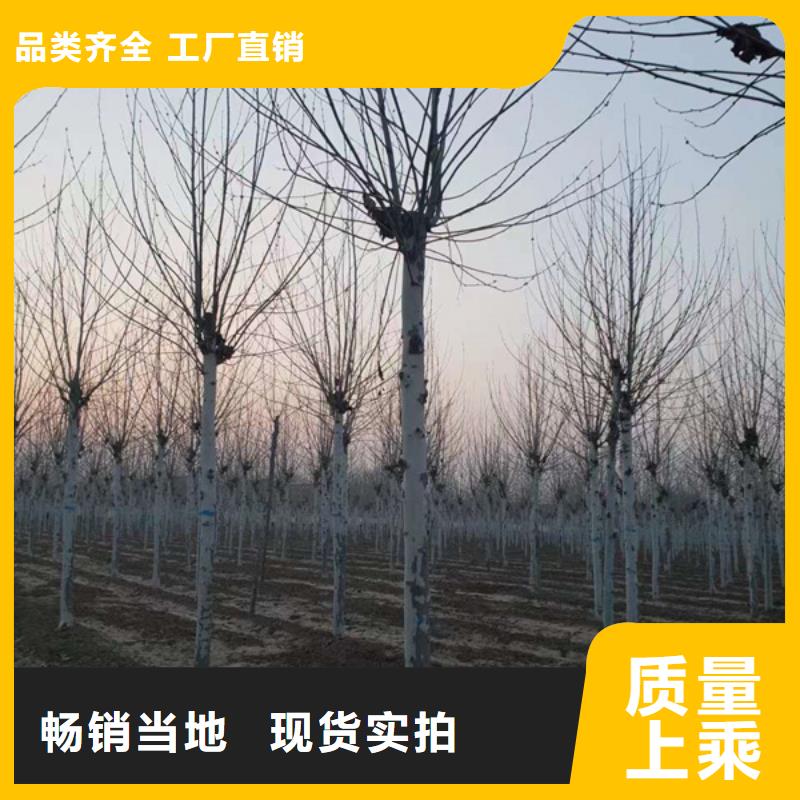 【 法桐现货直发】