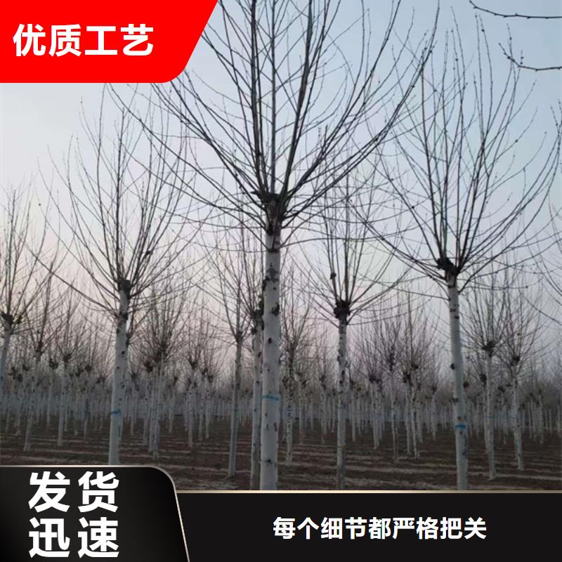 法桐质优价廉法桐