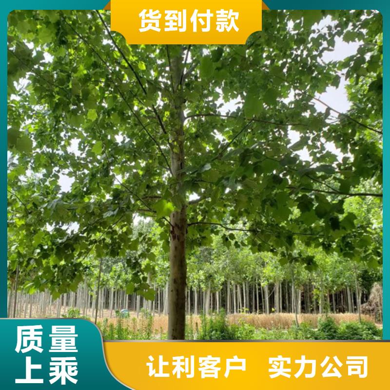 法桐国槐N年生产经验