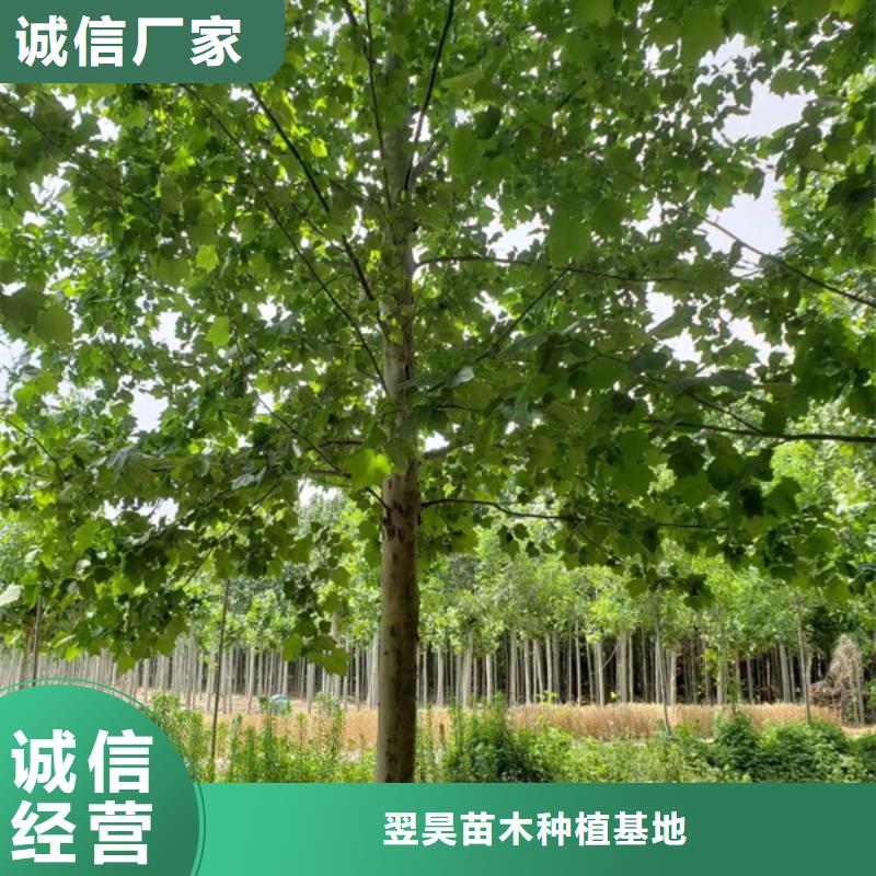 【法桐】北京栾专业生产团队