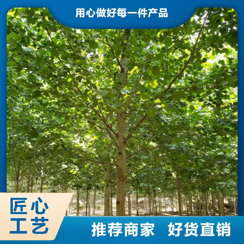 法桐_国槐厂家直销值得选择
