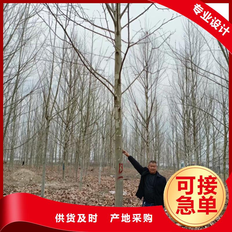 法桐_北京栾品质优选