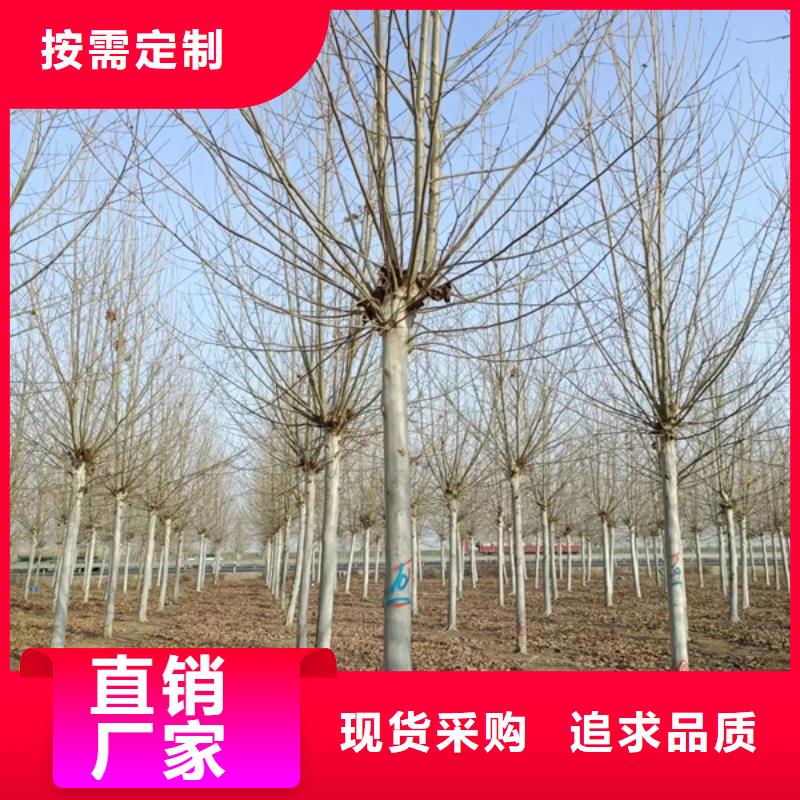 法桐-西府海棠型号齐全