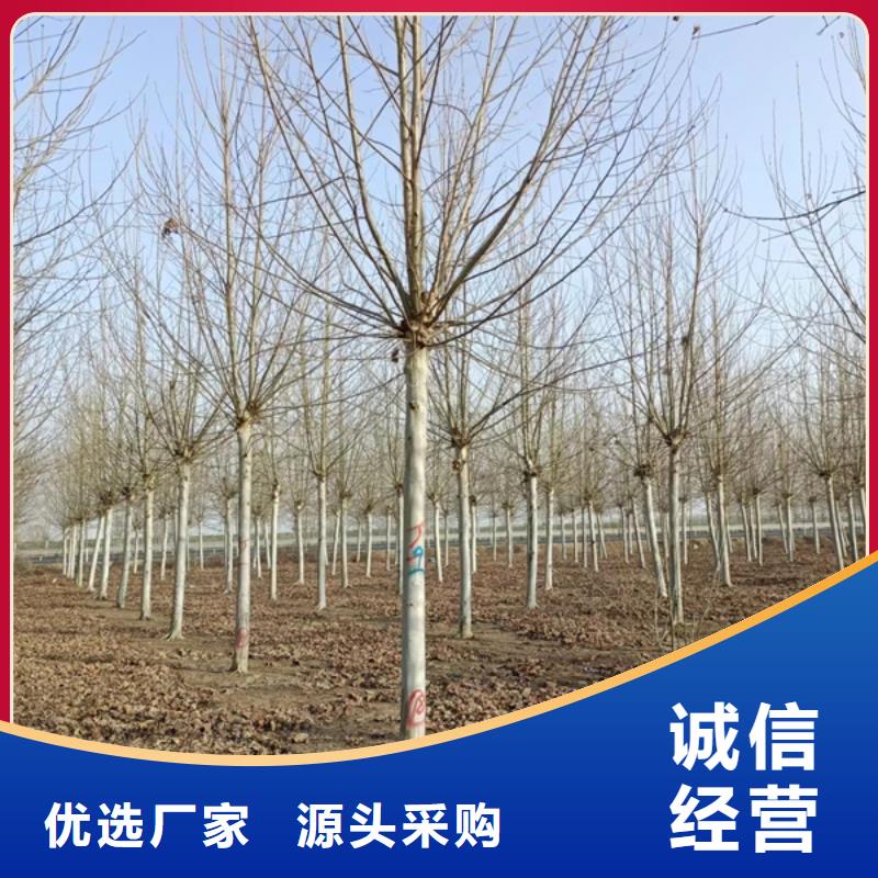  法桐支持定制