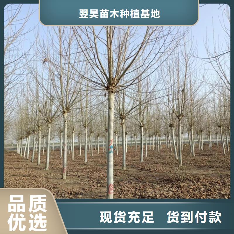 【 法桐现货直发】