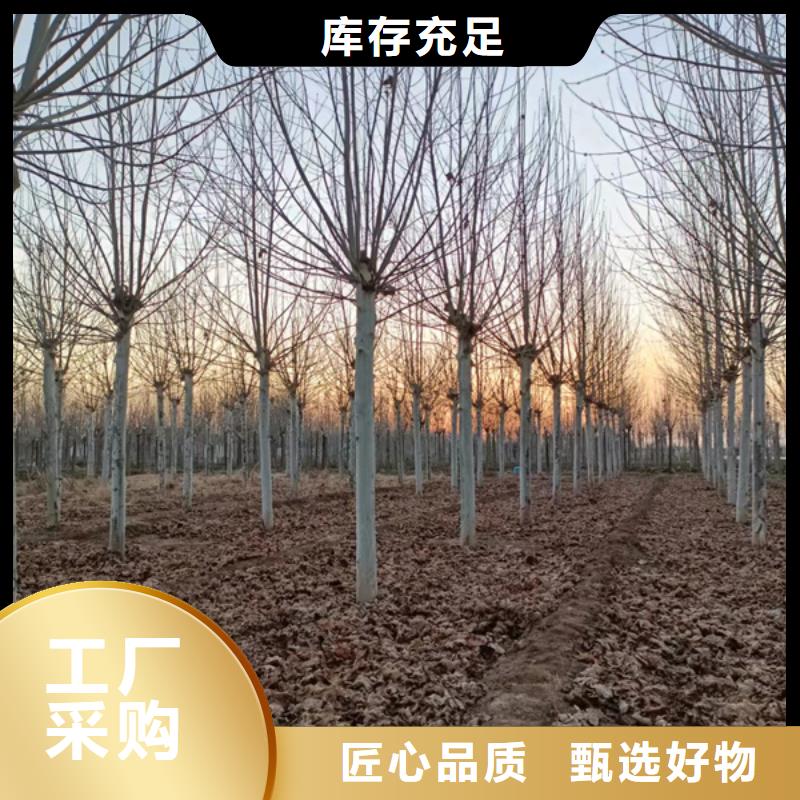 【 法桐现货直发】