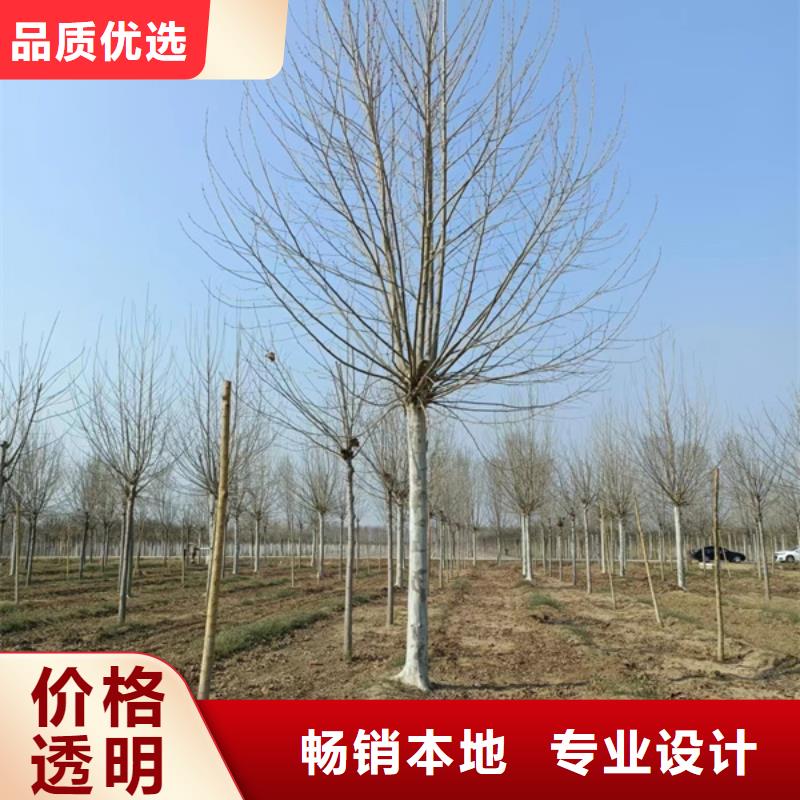 法桐-美国红枫每个细节都严格把关