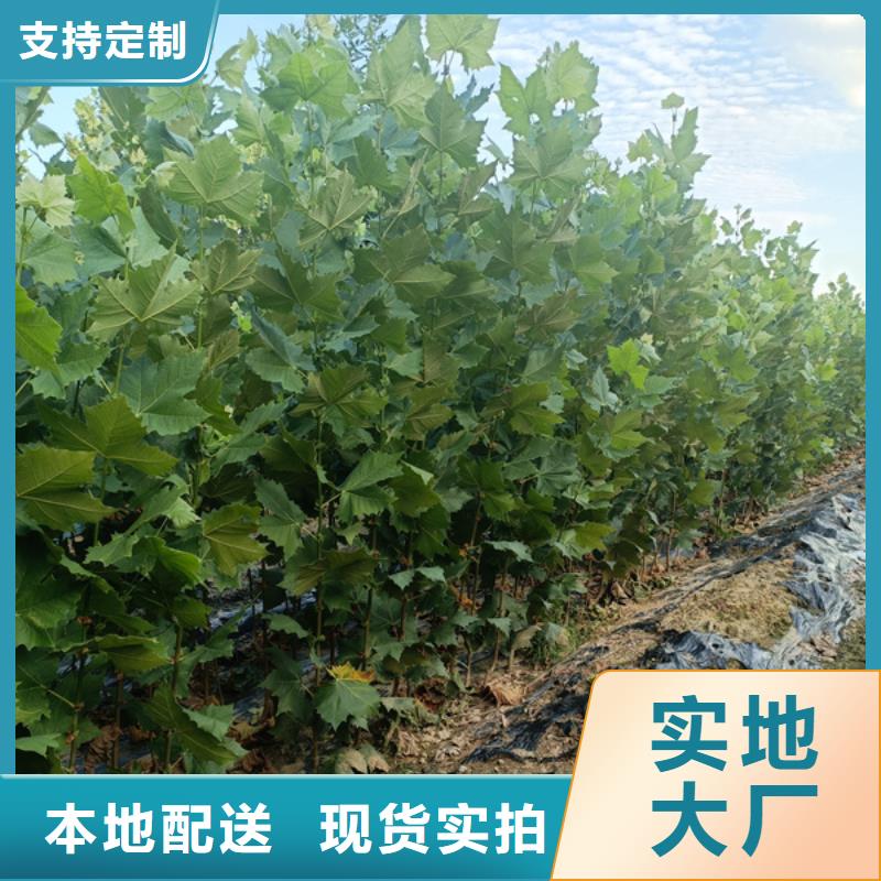 法桐国槐N年生产经验