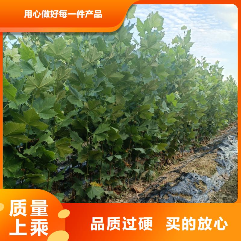 法桐-西府海棠实力派厂家