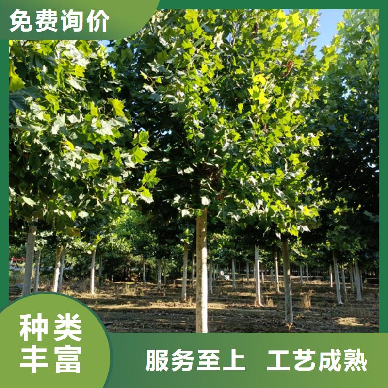 法桐国槐精选优质材料