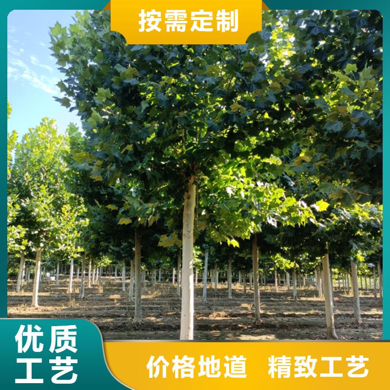  法桐厂家品控严格