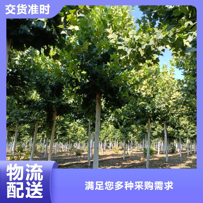法桐-西府海棠型号齐全