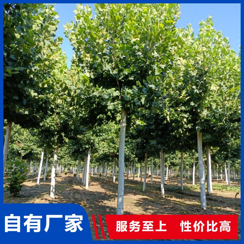法桐_金叶白蜡优质工艺