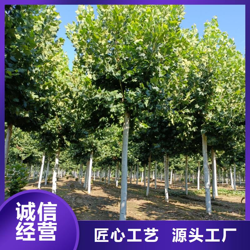 法桐_国槐厂家直销值得选择