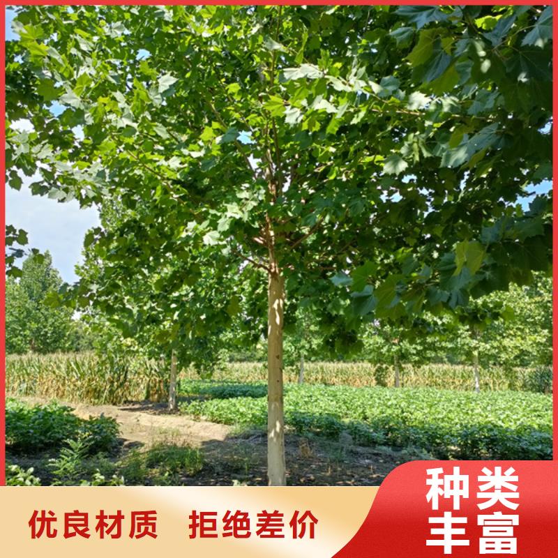 法桐-美国红枫每个细节都严格把关