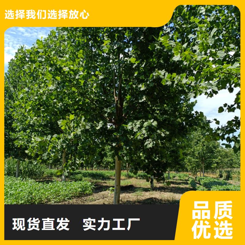 【法桐 五角枫专注产品质量与服务】