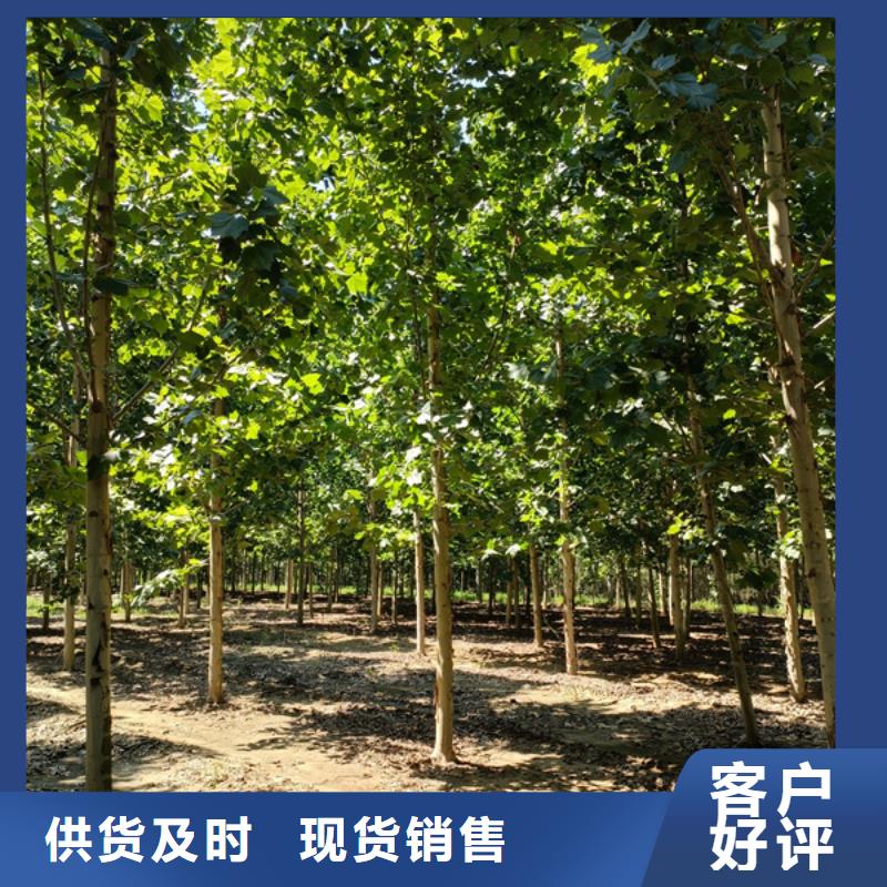 法桐价格在线报价法桐