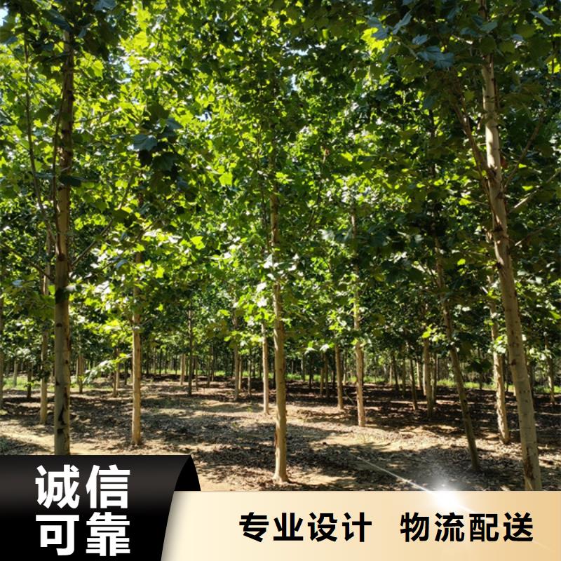 法桐-西府海棠实力派厂家