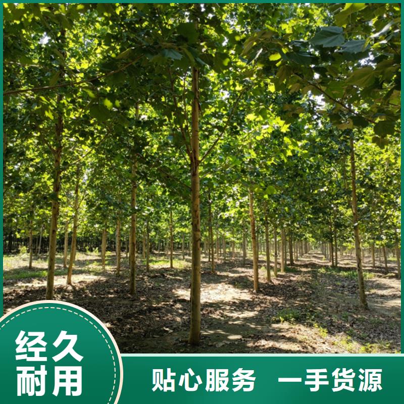 法桐原生冠法桐N年大品牌