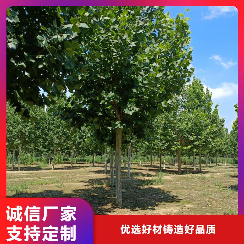 法桐国槐实力优品