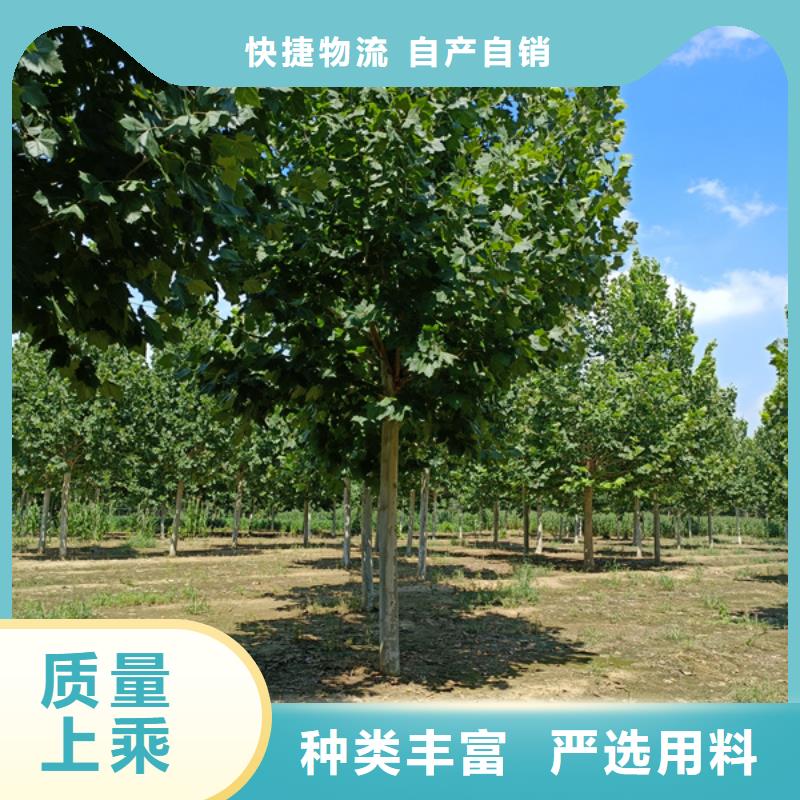 【法桐 五角枫专注产品质量与服务】