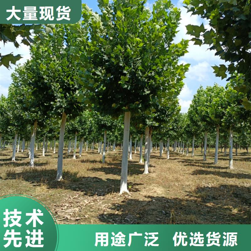 法桐金叶槐快速报价